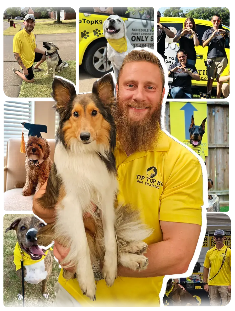 Tip Top Dog Training A man in a yellow "Tip Top K9 Dog Training" shirt holds a dog, surrounded by other people and dogs, some wearing graduation caps, in various training and celebration scenes.