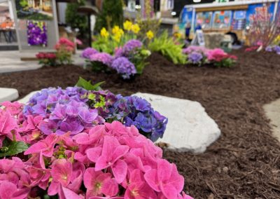 Colorful hydrangeas and other flowers planted in mulch, with a white stone and blurred indoor exhibit background.