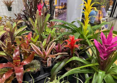 A variety of colorful bromeliad plants with green, red, yellow, and pink foliage are displayed on a table indoors.