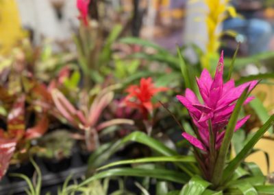 Pink, red, and yellow bromeliad flowers surrounded by green leaves, with a shallow depth of field blurring the background.