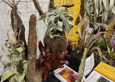 A display of tropical plants, including air plants and bromeliads, set on a table with books and informational signs, against a wire grid and yellow background.